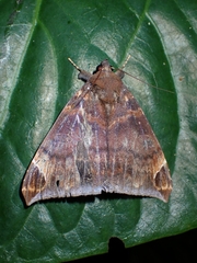 Achaea