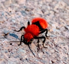 Dasymutilla erythrina