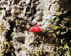 Sternorrhyncha