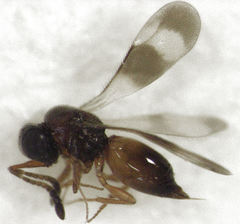 Ceraphronidae