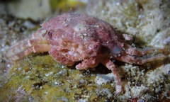 Exopalicus maculatus