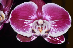 Phalaenopsis