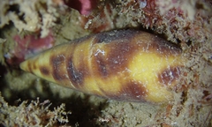 Neogastropoda