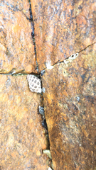 Tenguella marginalba