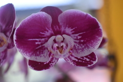 Phalaenopsis