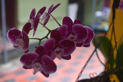 Phalaenopsis