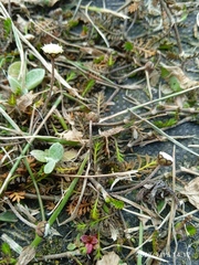 Leptinella filiformis