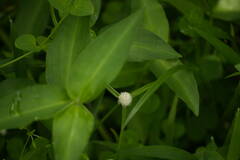 Cyperus mindorensis