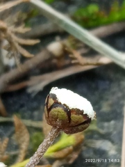 Leptinella filiformis