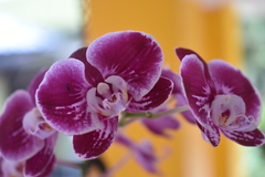 Phalaenopsis