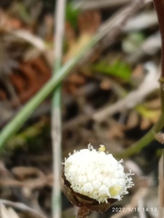 Leptinella filiformis