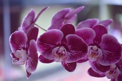 Phalaenopsis