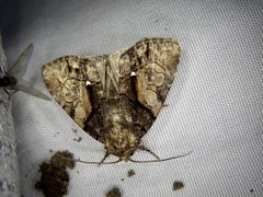 Chytonix albonotata