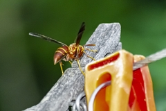Polistes arizonensis