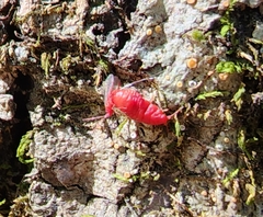 Sternorrhyncha