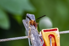 Polistes arizonensis