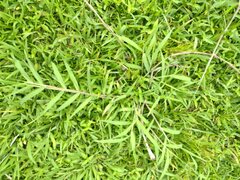 Urochloa mutica