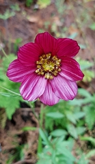 Cosmos scabiosoides