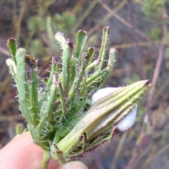 Cordylanthus rigidus setigerus