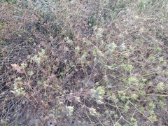 Cordylanthus rigidus setigerus