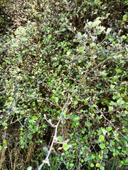 Helichrysum lanceolatum