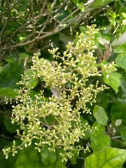 Brachyglottis repanda