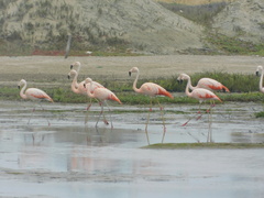 Phoenicopterus chilensis