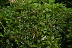 Paederia foetida