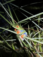 Agalychnis callidryas