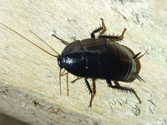 Melanozosteria nitida