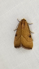 Galgula partita