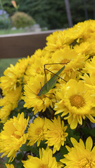 Phaneroptera nigroantennata