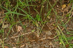 Panicum repens