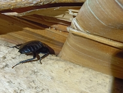 Melanozosteria nitida