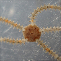 Amphipholis squamata