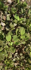 Ambrosia chenopodiifolia
