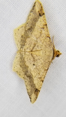 Psamatodes abydata