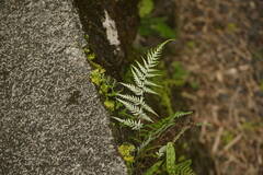 Pityrogramma calomelanos