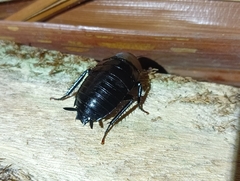 Melanozosteria nitida