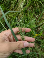 Panicum repens