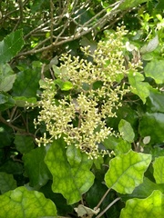 Brachyglottis repanda