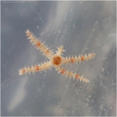 Ophiothrix
