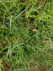Panicum repens