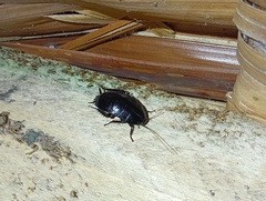 Melanozosteria nitida