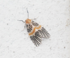 Indiania eccentropis