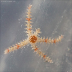Ophiothrix