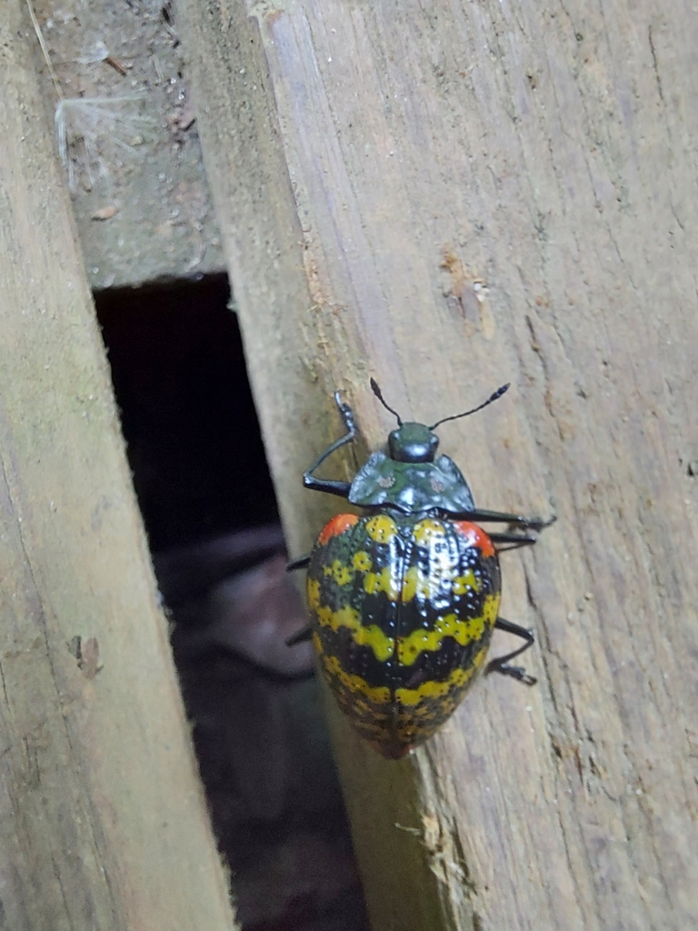 Erotylus histrio
