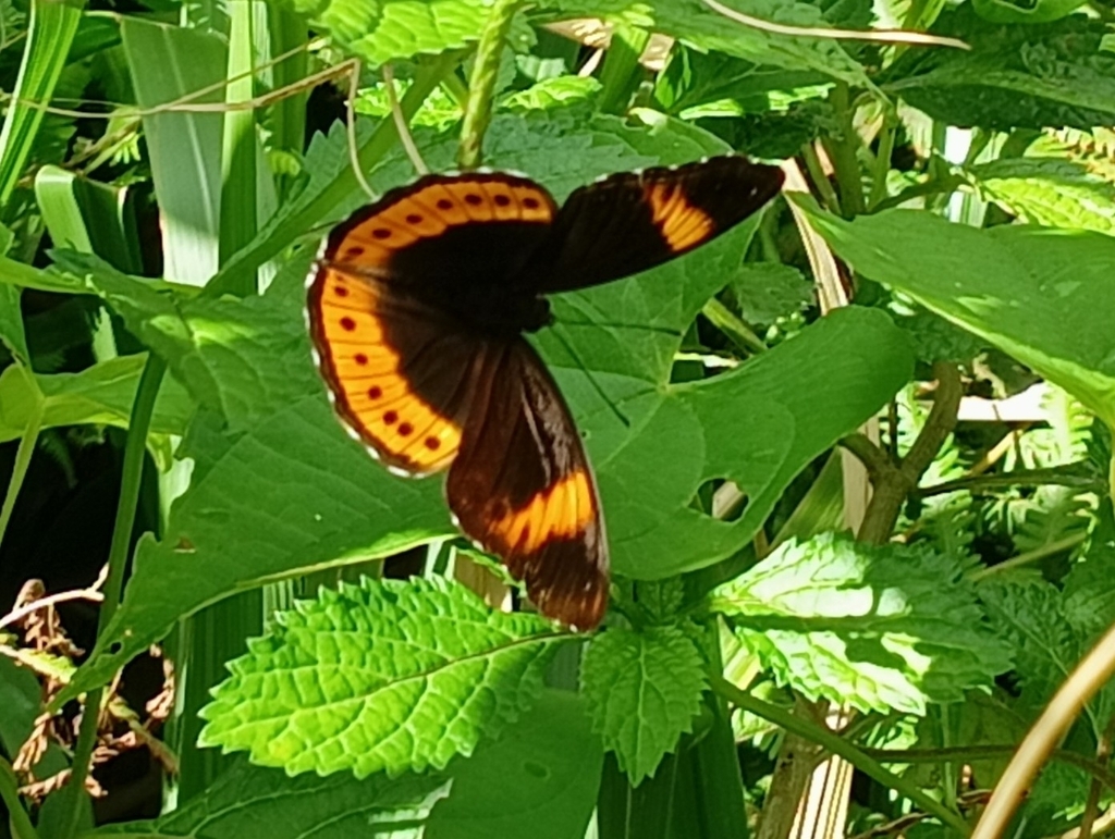 Eight-Spot Butterfly