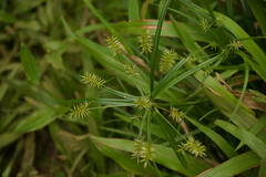 Cyperus meyenianus