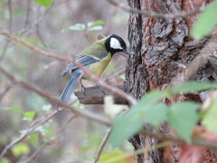 Parus major